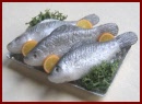 SA320 Tray of Fish on Ice